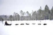 laponie traineau a chiens