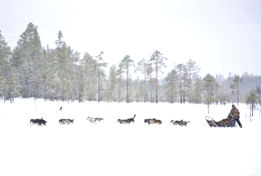 nouvel an 2015 reveillon finlande laponie photo