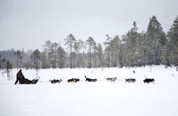 traineau de chiens laponie